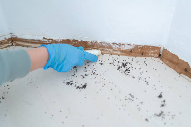 Best Pest Control Near Me in East Brooklyn, CT